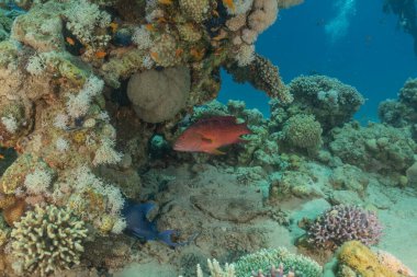 Kızıl Denizde yüzen balıklar, renkli balıklar, Eilat İsrail