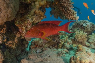 Kızıl Denizde yüzen balıklar, renkli balıklar, Eilat İsrail