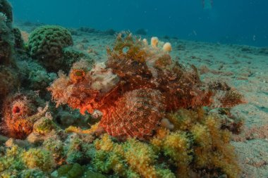 Kızıl Denizde yüzen balıklar, renkli balıklar, Eilat İsrail