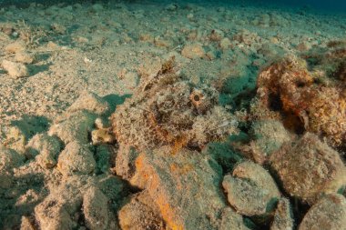 Kızıl Denizde yüzen balıklar, renkli balıklar, Eilat İsrail