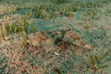 Kızıl Denizde yüzen balıklar, renkli balıklar, Eilat İsrail