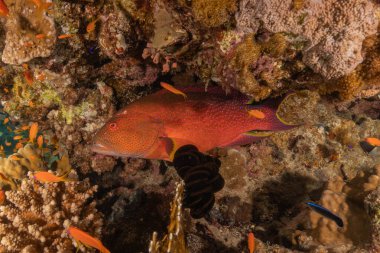 Kızıl Denizde yüzen balıklar, renkli balıklar, Eilat İsrail