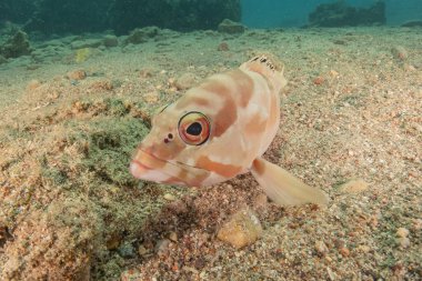 Kızıl Denizde yüzen balıklar, renkli balıklar, Eilat İsrail