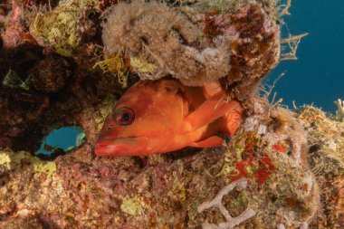 Kızıl Denizde yüzen balıklar, renkli balıklar, Eilat İsrail