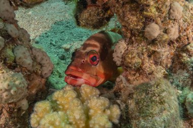 Kızıl Denizde yüzen balıklar, renkli balıklar, Eilat İsrail