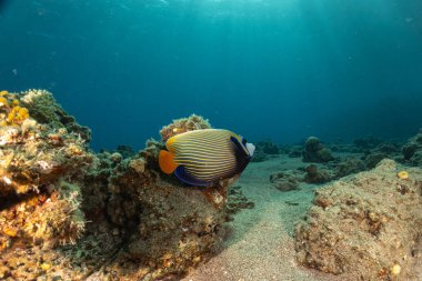 Kızıl Denizde yüzen balıklar, renkli balıklar, Eilat İsrail