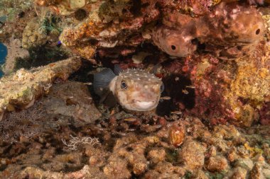 Kızıl Denizde yüzen balıklar, renkli balıklar, Eilat İsrail