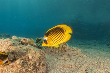 Kızıl Denizde yüzen balıklar, renkli balıklar, Eilat İsrail