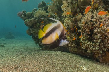 Kızıl Denizde yüzen balıklar, renkli balıklar, Eilat İsrail