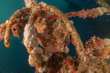 Kurbağalar Kızıl Deniz 'de yüzer, renkli balıklar, Eilat İsrail