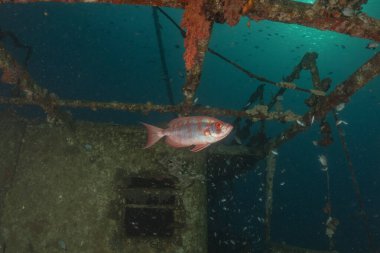 Kızıl Denizde yüzen balıklar, renkli balıklar, Eilat İsrail