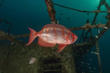 Kızıl Denizde yüzen balıklar, renkli balıklar, Eilat İsrail