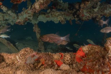 Kızıl Denizde yüzen balıklar, renkli balıklar, Eilat İsrail