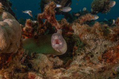 Moray eel Mooray lycodontis Kızıldenizde dalgalanma, Eilat Israel