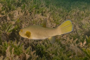 Kızıl Denizde yüzen balıklar, renkli balıklar, Eilat İsrail
