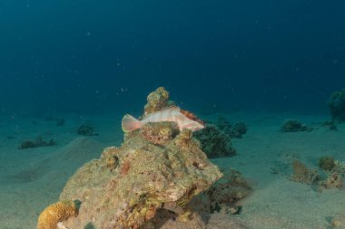 Kızıl Denizde yüzen balıklar, renkli balıklar, Eilat İsrail