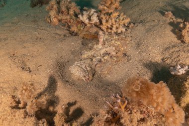 Kızıl Denizde yüzen balıklar, renkli balıklar, Eilat İsrail