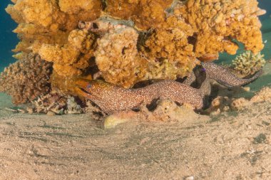 Moray eel Mooray lycodontis Kızıldenizde dalgalanma, Eilat Israel