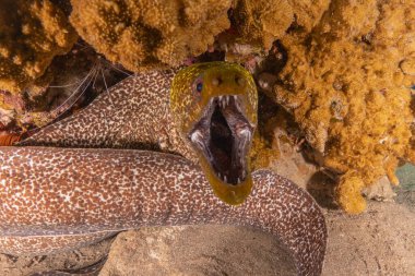Moray eel Mooray lycodontis Kızıldenizde dalgalanma, Eilat Israel