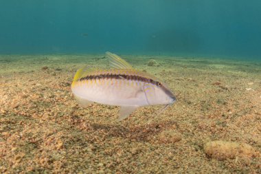 Kızıl Denizde yüzen balıklar, renkli balıklar, Eilat İsrail