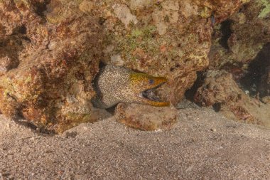 Moray eel Mooray lycodontis Kızıldenizde dalgalanma, Eilat Israel