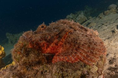 Kızıl Denizde yüzen balıklar, renkli balıklar, Eilat İsrail