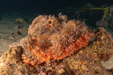 Kızıl Denizde yüzen balıklar, renkli balıklar, Eilat İsrail