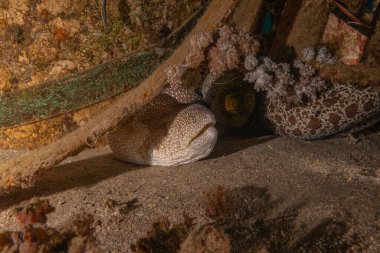 Moray eel Mooray lycodontis Kızıldenizde dalgalanma, Eilat Israel