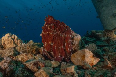 Kızıl Deniz 'deki kamuflajın kralı, Eilat Israel. 