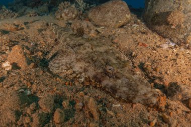 Kızıl Denizde yüzen balıklar, renkli balıklar, Eilat İsrail