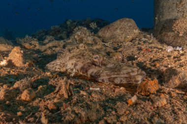 Kızıl Denizde yüzen balıklar, renkli balıklar, Eilat İsrail