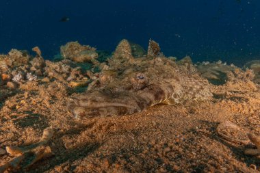 Kızıl Denizde yüzen balıklar, renkli balıklar, Eilat İsrail