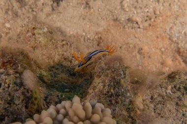 Sea Slug in the Red Sea Colorful and beautiful, Eilat Israel clipart