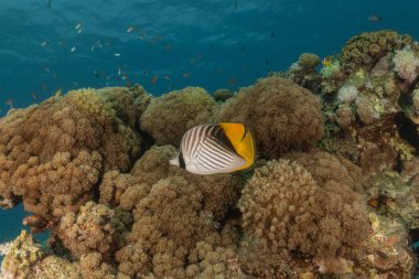 Kızıl Denizde yüzen balıklar, renkli balıklar, Eilat İsrail