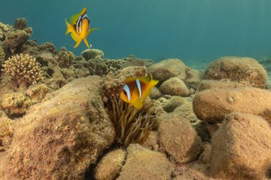 Kızıl Deniz 'deki palyaço balığı balığı. Renkli ve güzel, Eilat Israel.