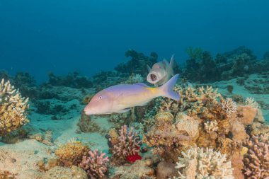 Kızıl Denizde yüzen balıklar, renkli balıklar, Eilat İsrail