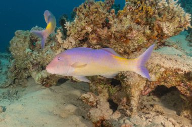 Kızıl Denizde yüzen balıklar, renkli balıklar, Eilat İsrail