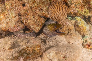 Moray eel Mooray lycodontis Kızıldenizde dalgalanma, Eilat Israel