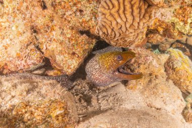 Moray eel Mooray lycodontis Kızıldenizde dalgalanma, Eilat Israel