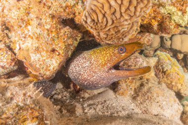 Moray eel Mooray lycodontis undulatus in the Red Sea, Eilat Israel clipart