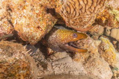 Moray eel Mooray lycodontis Kızıldenizde dalgalanma, Eilat Israel