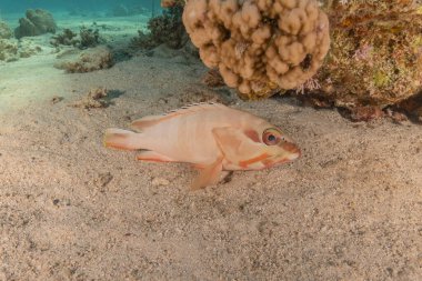 Kızıl Denizde yüzen balıklar, renkli balıklar, Eilat İsrail