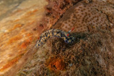 Kızıl Deniz 'deki deniz sümüklüböceği Renkli ve güzel, Eilat Israel