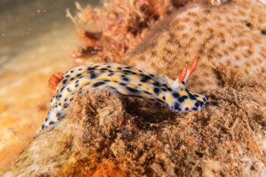 Kızıl Deniz 'deki deniz sümüklüböceği Renkli ve güzel, Eilat Israel