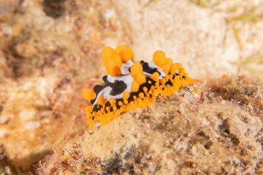 Kızıl Deniz 'deki deniz sümüklüböceği Renkli ve güzel, Eilat Israel