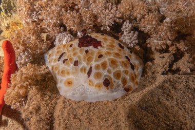 Sea Slug in the Red Sea Colorful and beautiful, Eilat Israel clipart