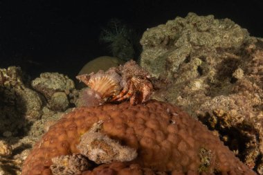 Kızıl Deniz 'deki keşiş yengeci Renkli ve güzel, Eilat Israel