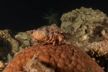 Kızıl Deniz 'deki keşiş yengeci Renkli ve güzel, Eilat Israel