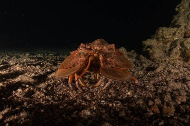 Kızıl Deniz 'de ıstakoz Renkli ve güzel, Eilat Israel