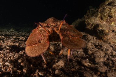 Kızıl Deniz 'de ıstakoz Renkli ve güzel, Eilat Israel